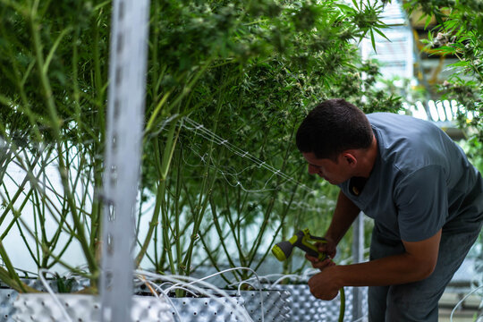 A dedicated laborant trims cannabis buds in a well-organized plantation under bright lights.
