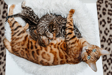 Obraz premium young cute small bengal kittens with mother cat lying in white fluffy cat bed, red and black, striped and spotted, ginger cat, newborn kittens sucking milk, drinking milk, cat maternity concept