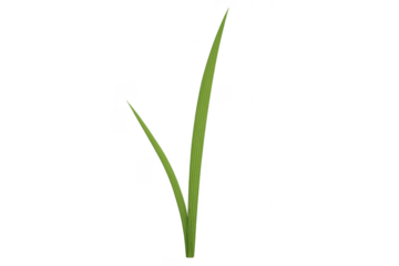 Green grass blades growing on transparent background