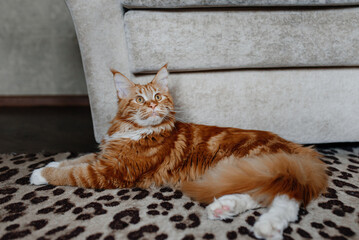 young cute large one-year Maine Coon cat lying near grey couch on spotted carpet, red and white, ginger cat, pet cat