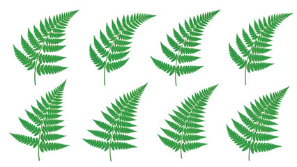 A collection of vibrant green fern fronds arranged on a plain white background © MdMostafa