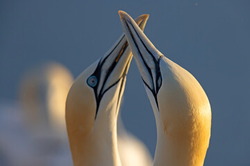 Głuptak (Morus bassanus) © Grzegorz