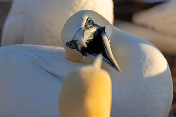 Głuptak (Morus bassanus) © Grzegorz