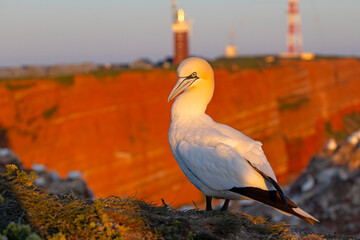 Głuptak (Morus bassanus) © Grzegorz