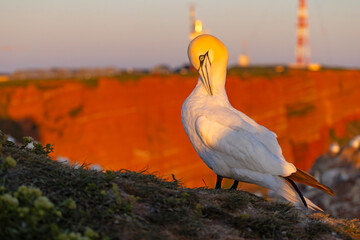 Głuptak (Morus bassanus) © Grzegorz