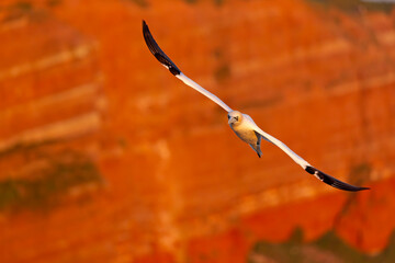 Głuptak (Morus bassanus) © Grzegorz