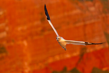 Głuptak (Morus bassanus) © Grzegorz