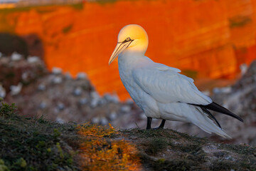 Głuptak (Morus bassanus) © Grzegorz