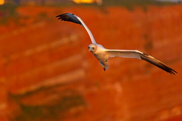 Głuptak (Morus bassanus) © Grzegorz