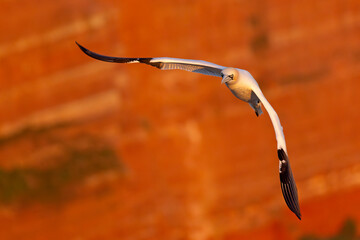 Głuptak (Morus bassanus) © Grzegorz