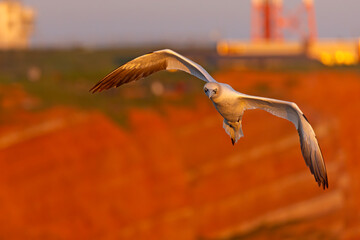 Głuptak (Morus bassanus) © Grzegorz