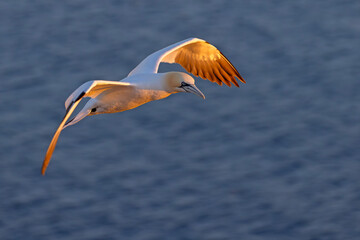 Głuptak (Morus bassanus) © Grzegorz