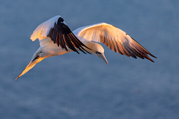 Głuptak (Morus bassanus) © Grzegorz