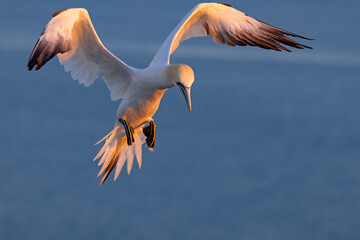 Głuptak (Morus bassanus) © Grzegorz