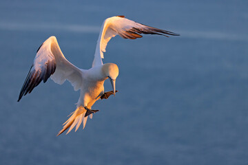 Głuptak (Morus bassanus) © Grzegorz