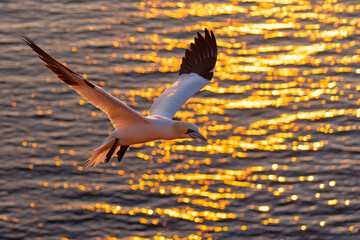 Głuptak (Morus bassanus) © Grzegorz