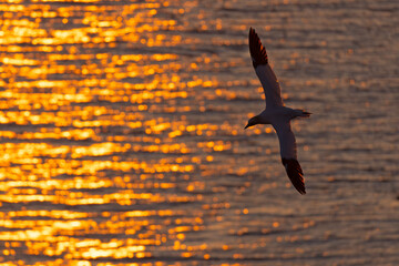 Głuptak (Morus bassanus) © Grzegorz