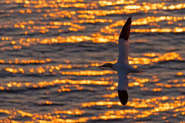 Głuptak (Morus bassanus) © Grzegorz