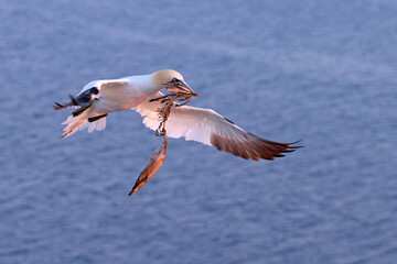 Głuptak (Morus bassanus) © Grzegorz