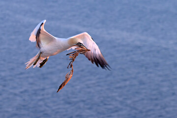 Głuptak (Morus bassanus) © Grzegorz