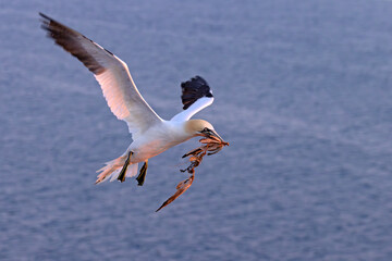 Głuptak (Morus bassanus) © Grzegorz