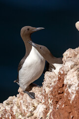 Nurzyk, nurzyk podbielały (Uria aalge) © Grzegorz