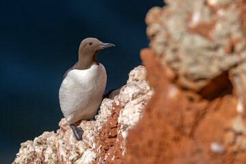 Nurzyk, nurzyk podbielały (Uria aalge) © Grzegorz