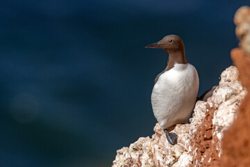 Nurzyk, nurzyk podbielały (Uria aalge) © Grzegorz