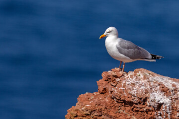 Mewa trójpalczasta (Rissa tridactyla) © Grzegorz