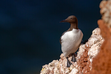 Nurzyk, nurzyk podbielały (Uria aalge) © Grzegorz