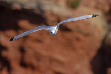 Mewa trójpalczasta (Rissa tridactyla) © Grzegorz