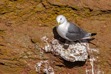 Mewa trójpalczasta (Rissa tridactyla) © Grzegorz