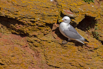 Mewa trójpalczasta (Rissa tridactyla) © Grzegorz