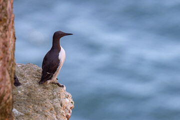 Nurzyk, nurzyk podbielały (Uria aalge) © Grzegorz