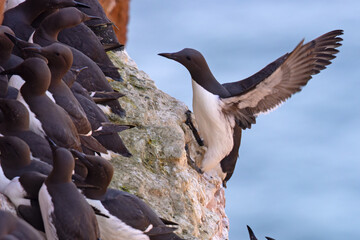 Nurzyk, nurzyk podbielały (Uria aalge) © Grzegorz