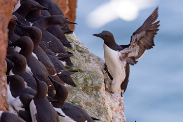 Nurzyk, nurzyk podbielały (Uria aalge) © Grzegorz