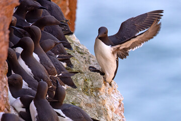 Nurzyk, nurzyk podbielały (Uria aalge) © Grzegorz