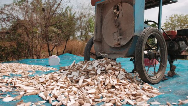 Cutting fresh cassava root into small chips. Agricultural process in cambodia for tapioca flour production.