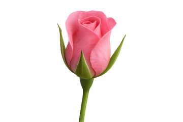 Pink rosebud blooming, signaling love and romance