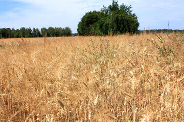 Grain Field in Brandenburg, Germany

