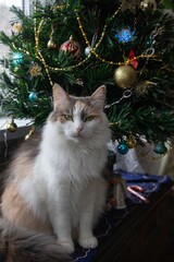 Pretty tricolor kitty under the Christmas tree