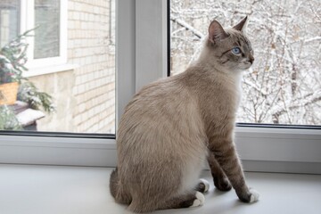 Young blue-eyed cat on a windowsill