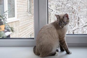 Young blue-eyed cat on a windowsill