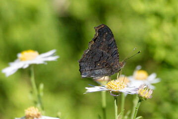 European peacock butterfly (Aglais io) sitting on a daisy in Zurich, Switzerland © Janine