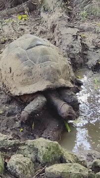 Turtle moving in the mud