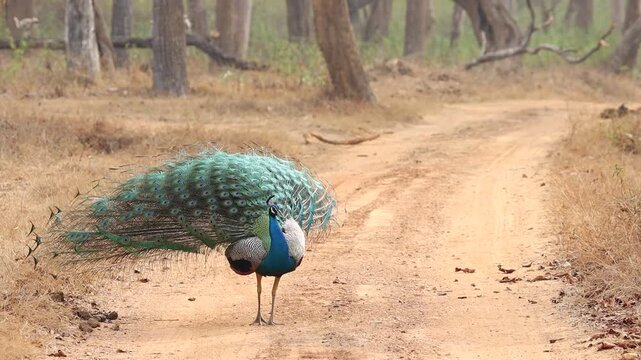 Peafowl dancing with feathers spread open