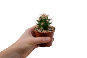 A hand gently holding small potted cactus . Isolated on transparent background, png