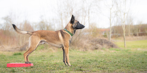 dog training with malinois balancing on target with hind legs learning focus and coordination