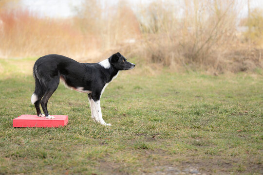 dog training and canine sports &ndash; positive reinforcement, focus, and teamwork with border collies