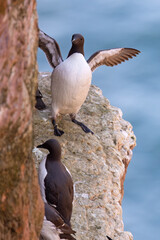 Nurzyk, nurzyk podbielały (Uria aalge) © Grzegorz